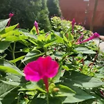 Casa Vienna Guest house Eforie Nord