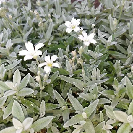 Gasthuis Casa Vienna 3*